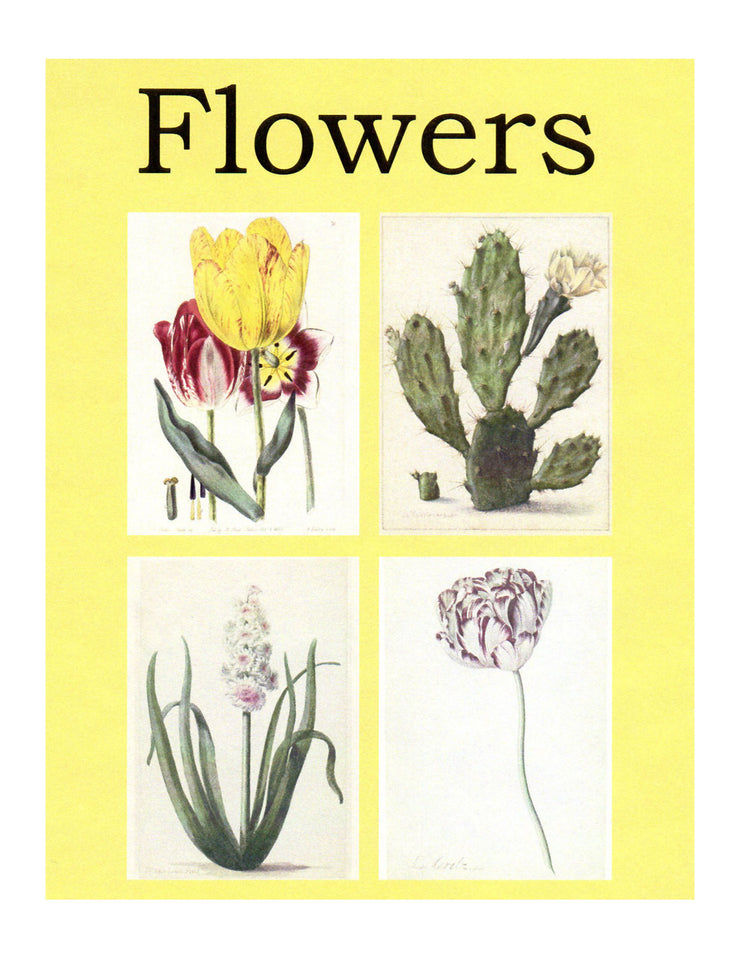 Flowers Note Cards - Boxed Set of 16 Note Cards with Envelopes