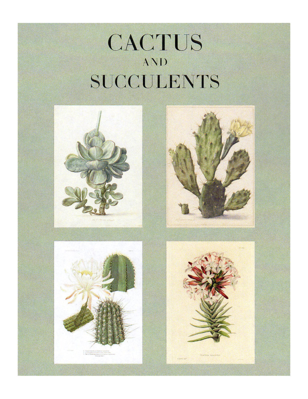 Cactus Note Cards and Succulents Note Cards - Boxed Set of 16
