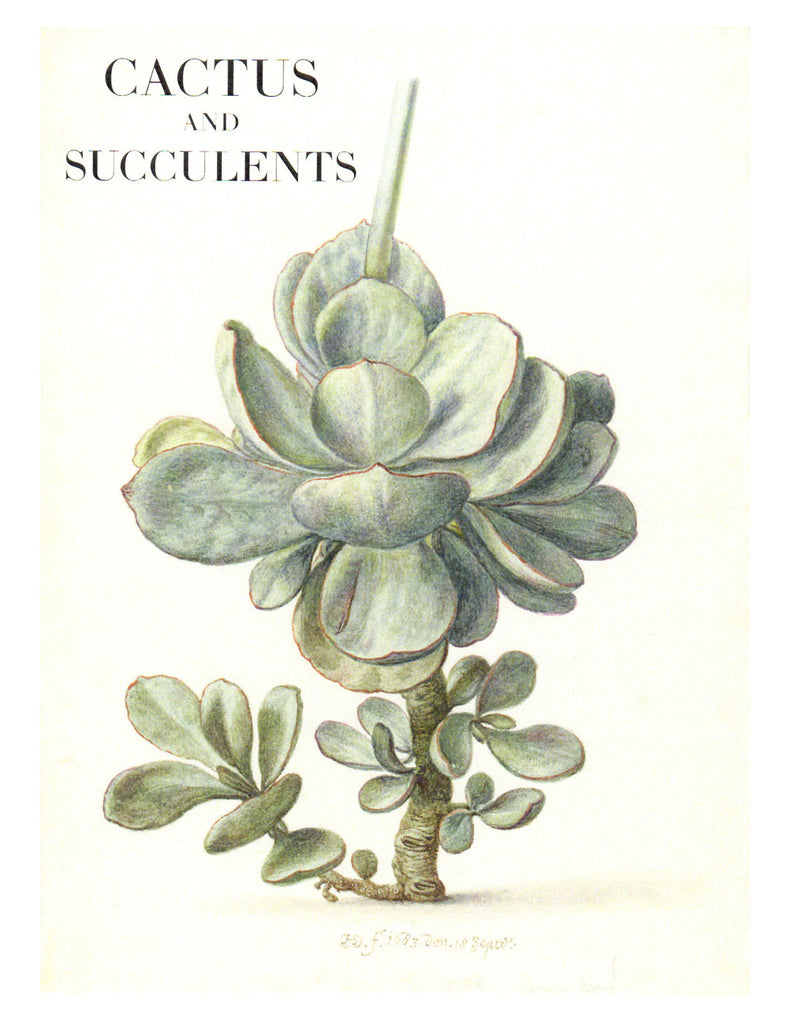 succulent notecards Cactus Note Cards and Succulents Note Cards